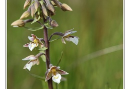 Epipactis des marais
