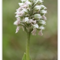 Neotinea lactea-Orchis couleur de lait