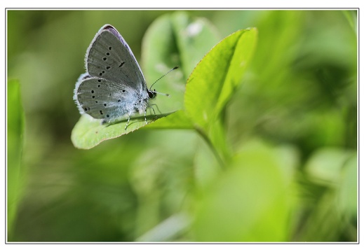 Azuré de la faucille (9834 visits) Jardin des papillons-Dignes Azuré de la faucille