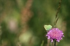 Argus vert (Callophrys rubi)