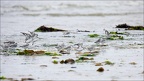 Bécasseaux sanderling