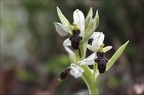 Ophrys filippi