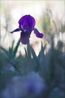 Iris nain 13-04-17 019