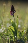 Orchis purpurea 13-04-17 001