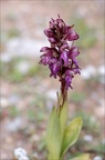 Himantoglossum robertianumVI