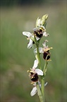 Ophrys fuciflora hypochrome