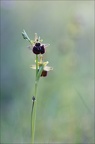 Ophrys incubacea 19-04-19 29