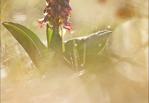 Himantoglossum robertianum 28-02-20 01 (1700 visits) Himantoglossum robertianum 28-02-20 01