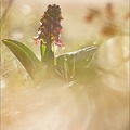 Himantoglossum robertianum  28-02-20 01