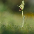 Ophrys arachn