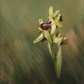 Ophrys occid.jpg