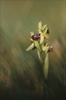 Ophrys occid