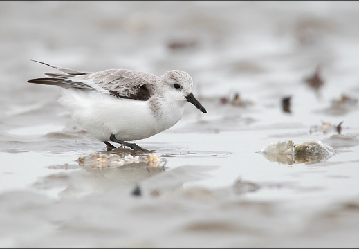 Bécasseau sanderling 07-03-20 40 (1221 visits) Bécasseau sanderling 07-03-20 40