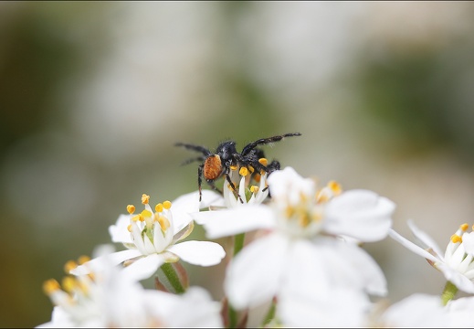 Carrhotus xanthogramma 16-04-20 85 (1197 visits) Carrhotus xanthogramma 16-04-20 85