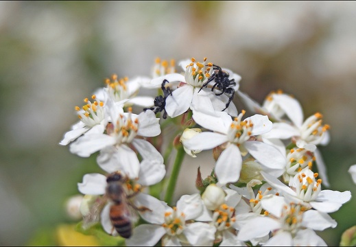Carrhotus xanthogramma 16-04-20 53 (1314 visits) Carrhotus xanthogramma 16-04-20 53