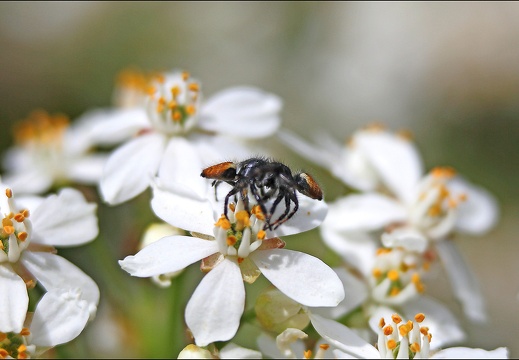 Carrhotus xanthogramma 16-04-20 58 (1251 visits) Carrhotus xanthogramma 16-04-20 58