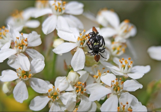 Carrhotus xanthogramma 16-04-20 64 (1289 visits) Carrhotus xanthogramma 16-04-20 64