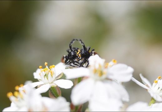 Carrhotus xanthogramma 16-04-20 79 (1407 visits) Carrhotus xanthogramma 16-04-20 79