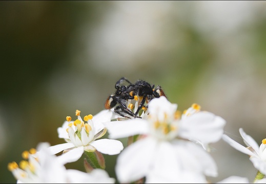 Carrhotus xanthogramma 16-04-20 81 (1365 visits) Carrhotus xanthogramma 16-04-20 81