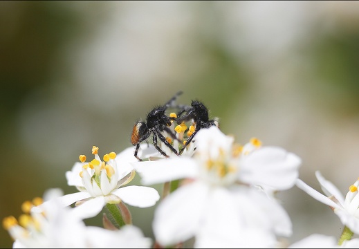 Carrhotus xanthogramma 16-04-20 82 (1307 visits) Carrhotus xanthogramma 16-04-20 82