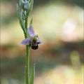 Ophrys apifera I.jpg