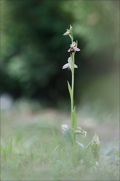 Ophrys apifera_05-05-20_002.jpg