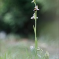 Ophrys apifera_05-05-20_002.jpg