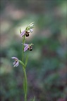 Ophrys apifera 07-05-20 021