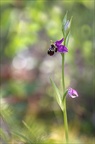 Ophrys fuciflora V