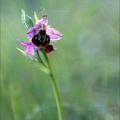 Ophrys fuciflora.jpg