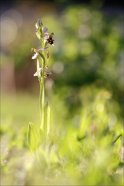 Ophrys apifera (2).jpg