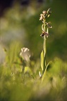 Ophrys apifera-m