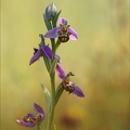 Ophrys apifera--