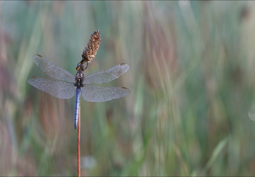 Orthetrum coerulescens (1579 visits) Orthetrum coerulescens