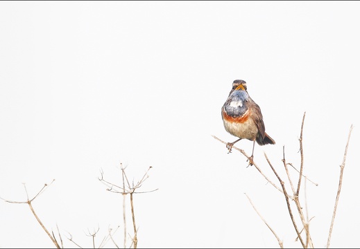 Gorge-bleue 19-03-20 87 (1117 visits) Gorge-bleue 19-03-20 87