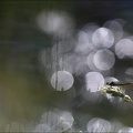 Calopteryx splendens ♀.jpg