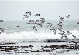 La vague