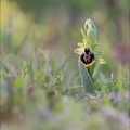 Ophrys de mars 21-03-08 013