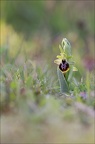 Ophrys de mars 21-03-08 013
