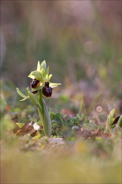 Ophrys de mars_21-03-08_019.jpg