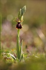 Ophrys de mars 21-03-08 030