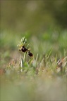 Ophrys de mars 21-03-13 013
