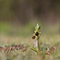Ophrys de mars 21-03-13 027