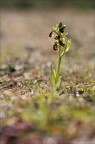 Ophrys de mars 21-03-13 032