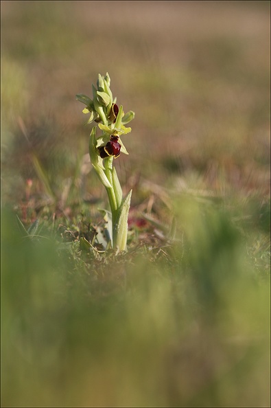 Ophrys de mars_21-03-13_039.jpg