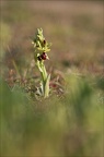 Ophrys de mars 21-03-13 039