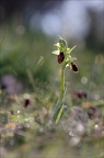 Ophrys de mars 21-03-13 056