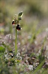 Ophrys de mars 21-03-13 068
