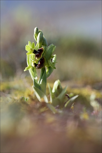 Ophrys de mars_21-03-18_032.jpg