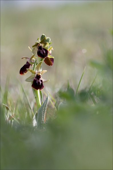 Ophrys de mars_21-03-19_015.jpg